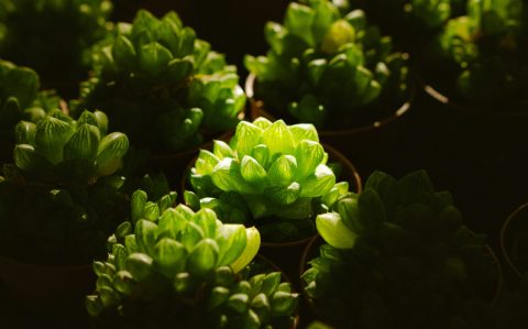 bio3
