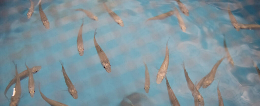 aquacultures-1024x417-1