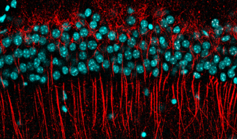 Molecular_Biology_Biomedice