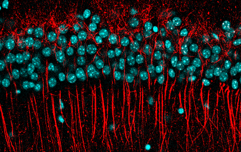 Molecular_Biology_Biomedice